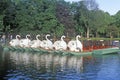 Swan Boats in Park, Boston, Massachusetts