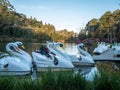 Swan boats wait for passengers for a short tour in the lake