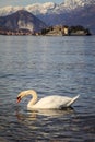 Swan with the Borromee islands in the background Royalty Free Stock Photo