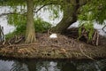 A Swan builds its nest on a small island on South Norwood Lake,