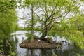 A Swan builds its nest on a small island on South Norwood Lake,