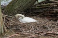 A Swan builds its nest on a small island on South Norwood Lake,