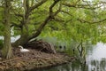 A Swan builds its nest on a small island on South Norwood Lake,