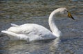 Swan in Sayram Lake Royalty Free Stock Photo