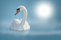 Swan on calm water surface