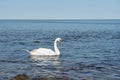 Swan in calm water