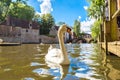 Swan in a canal in Bruges Royalty Free Stock Photo