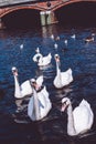 Swan chasing tourist on Alster lake near the City Town Hall. Hamburg, Germany