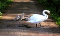 swan with chicks