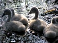 swan chicks