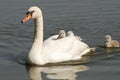 Swan with chicks