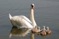 Swan with chicks