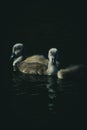 Swan Chicks