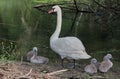 Swan with chicks - Natural Reserve Danube Delta, landmark attraction in Romania. Danube river Royalty Free Stock Photo