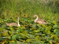 Swan chicks in Danube Delta, Romania