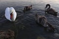 Swan chicks feed next to their white swan mother