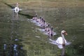 Swan chicks floating across the lake Royalty Free Stock Photo