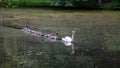 Swan chicks floating across the lake