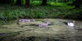 Swan chicks floating across the lake