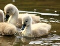 Swan chicks