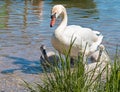 Swan with chicks on the lake Royalty Free Stock Photo
