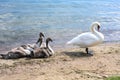 Swan with chicks on the lake Royalty Free Stock Photo