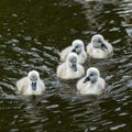 Swan chicks in early spring