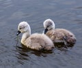 Swan chicks in early spring