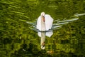 Swan, Cigno Royalty Free Stock Photo