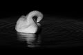 Swan within Circular Rippling Water