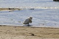 Swan cleans his feathers, at Domaso in Lake Como