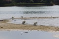 Swan cleans his feathers, at Domaso in Lake Como Royalty Free Stock Photo