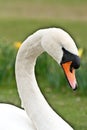 Swan