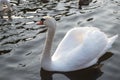 Swan close up on waves Royalty Free Stock Photo