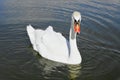 Swan Royalty Free Stock Photo