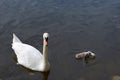 swan cob with one little cygnet, mute swan family on a lake
