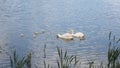 Swan family swimming in the lake Royalty Free Stock Photo