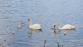 Swan family swimming in the lake Royalty Free Stock Photo