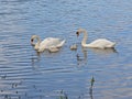 Swan family swimming in the lake Royalty Free Stock Photo