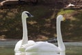 A Portrait of Swans or water fowl in the river pond floating in the middle of the plants and looking backwards in the camera Royalty Free Stock Photo