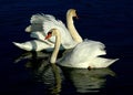 Swan couple Royalty Free Stock Photo