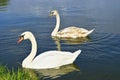 Swan couple Royalty Free Stock Photo