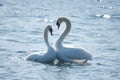 Swan couple in courtship