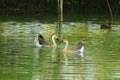 Swan couple in the green water pond in village Royalty Free Stock Photo