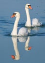 Swan couple at Lake Balaton Royalty Free Stock Photo