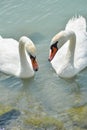 Swan couple on Lake Balaton Royalty Free Stock Photo