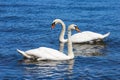 Swan couple. Royalty Free Stock Photo