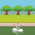 Swan couple in lake love heart shaped tree behind Royalty Free Stock Photo