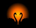 Swan couple in love Royalty Free Stock Photo