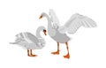 Swan couple in love vector illustration isolated on white background. Goose vector. Big bird from farm nature pose. Wedding symbol Royalty Free Stock Photo